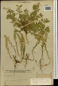 Alyssum strigosum Banks & Sol., Caucasus, Azerbaijan (K6) (Azerbaijan)