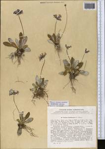 Primula baldshuanica B. Fedtsch., Middle Asia, Pamir & Pamiro-Alai (M2) (Tajikistan)
