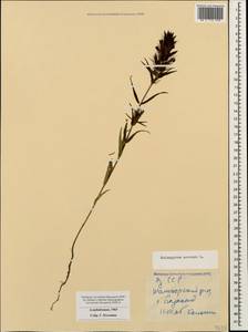 Melampyrum arvense L., Caucasus, Azerbaijan (K6) (Azerbaijan)