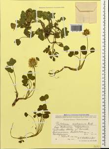 Trifolium ambiguum M.Bieb., Caucasus, Dagestan (K2) (Russia)