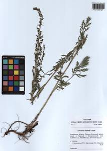 Artemisia latifolia Ledeb., Siberia, Altai & Sayany Mountains (S2) (Russia)