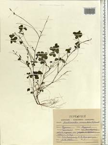 Oxalis corniculata L., Eastern Europe, Central forest-and-steppe region (E6) (Russia)