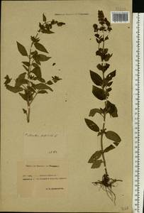 Mentha × piperita L., Eastern Europe, Rostov Oblast (E12a) (Russia)