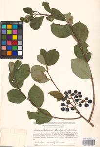 Sorbaronia ×arsenii (Britton & Arsène) G. N. Jones, Eastern Europe, Moscow region (E4a) (Russia)
