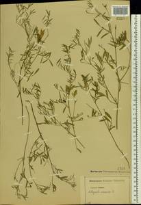 Astragalus arenarius L., Eastern Europe, Moscow region (E4a) (Russia)