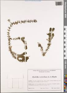 Hydrilla verticillata (L.f.) Royle, South Asia, South Asia (Asia outside ex-Soviet states and Mongolia) (ASIA) (Sri Lanka)
