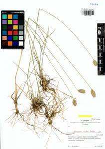 Agropyron michnoi Roshev., Siberia, Baikal & Transbaikal region (S4) (Russia)