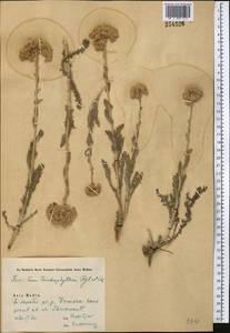Handelia trichophylla (Schrenk ex Fisch. & C. A. Mey.) Heimerl, Middle Asia, Syr-Darian deserts & Kyzylkum (M7) (Uzbekistan)