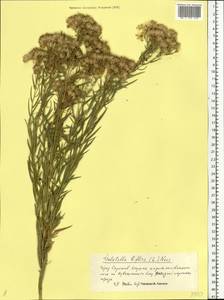 Galatella biflora (L.) Nees, Eastern Europe, Lower Volga region (E9) (Russia)