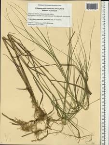 Calamagrostis canescens (Weber) Roth, Eastern Europe, North-Western region (E2) (Russia)