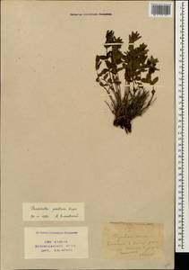 Veronica pontica subsp. pontica, Caucasus, Stavropol Krai, Karachay-Cherkessia & Kabardino-Balkaria (K1b) (Russia)