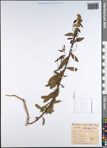 Linaria acutiloba Fisch. ex Rchb., Siberia, Baikal & Transbaikal region (S4) (Russia)