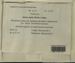 Aloina rigida (Hedw.) Limpr., Bryophytes, Bryophytes - North Caucasus & Ciscaucasia (B12) (Russia)