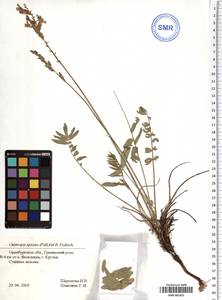 Oxytropis spicata (Pall.) O.Fedtsch. & B.Fedtsch., Eastern Europe, Eastern region (E10) (Russia)
