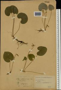 Viola epipsila Ledeb., Eastern Europe, Central forest-and-steppe region (E6) (Russia)