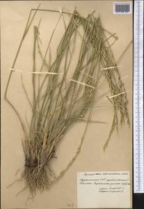 Thinopyrum intermedium (Host) Barkworth & D.R.Dewey, Middle Asia, Kopet Dag, Badkhyz, Small & Great Balkhan (M1) (Turkmenistan)