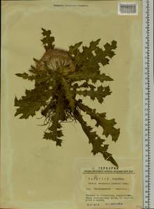 Cirsium esculentum (Siev.) C. A. Mey., Siberia, Western Siberia (S1) (Russia)