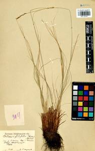 Carex macroprophylla (Y.C.Yang) S.R.Zhang, Siberia, Baikal & Transbaikal region (S4) (Russia)