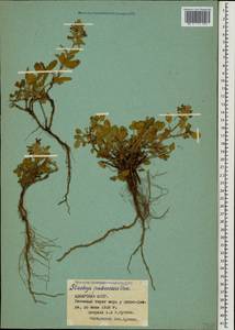 Stachys annua subsp. annua, Caucasus, Georgia (K4) (Georgia)