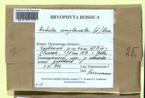 Radula complanata (L.) Dumort., Bryophytes, Bryophytes - Novgorod & Pskov Oblasts (B5) (Russia)