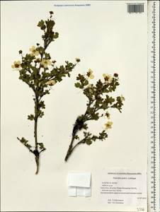 Dasiphora davurica (Nestler) Kom., South Asia, South Asia (Asia outside ex-Soviet states and Mongolia) (ASIA) (China)
