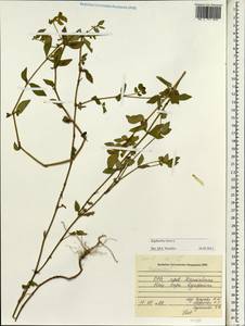 Euphorbia hirta L., South Asia, South Asia (Asia outside ex-Soviet states and Mongolia) (ASIA) (Vietnam)