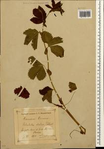 Potentilla elatior Willd. ex Schltdl., Caucasus, Krasnodar Krai & Adygea (K1a) (Russia)