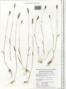 Anthoxanthum nipponicum Honda, Eastern Europe, Northern region (E1) (Russia)