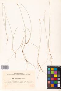 Carex pauciflora Lightf., Eastern Europe, Latvia (E2b) (Latvia)
