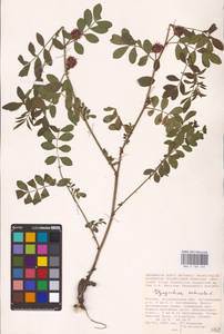 Glycyrrhiza echinata L., Eastern Europe, Lower Volga region (E9) (Russia)