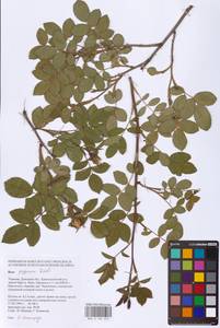 Rosa gallica L., Eastern Europe, South Ukrainian region (E12) (Ukraine)