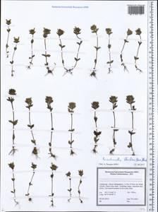 Parentucellia flaviflora (Boiss.) Nevski, Middle Asia, Pamir & Pamiro-Alai (M2) (Uzbekistan)