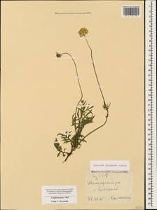 Scabiosa bipinnata C. Koch, Caucasus, Azerbaijan (K6) (Azerbaijan)