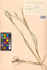 Triticum aestivum L., Eastern Europe, Moscow region (E4a) (Russia)