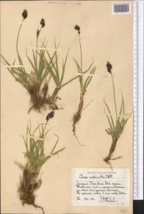 Carex melanantha C.A.Mey., Middle Asia, Western Tian Shan & Karatau (M3) (Kyrgyzstan)