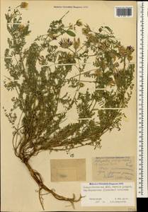 Astragalus captiosus A. Boriss., Caucasus, North Ossetia, Ingushetia & Chechnya (K1c) (Russia)