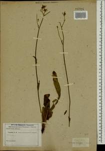 Pilosella echioides subsp. echioides, Eastern Europe, Rostov Oblast (E12a) (Russia)