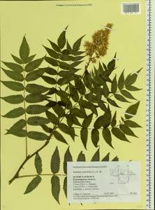 Sorbaria sorbifolia (L.) A. Braun, Eastern Europe, Central region (E4) (Russia)