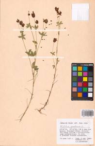 Trifolium spadiceum L., Eastern Europe, Moscow region (E4a) (Russia)