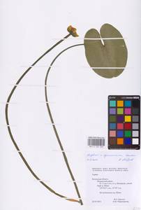 Nuphar × spenneriana Gaudin, Eastern Europe, Central region (E4) (Russia)