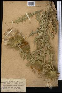 Olgaea eriocephala (C. Winkl.) Iljin, Middle Asia, Pamir & Pamiro-Alai (M2) (Tajikistan)