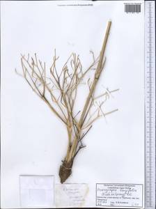 Eriosynaphe longifolia (Fisch. ex Spreng.) DC., Middle Asia, Caspian Ustyurt & Northern Aralia (M8) (Kazakhstan)