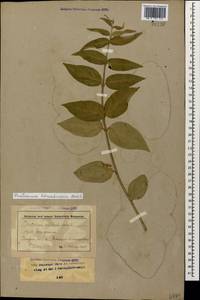 Vincetoxicum hirundinaria Medik., Caucasus, Stavropol Krai, Karachay-Cherkessia & Kabardino-Balkaria (K1b) (Russia)
