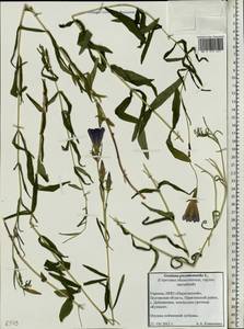 Gentiana pneumonanthe L., Eastern Europe, North Ukrainian region (E11) (Ukraine)