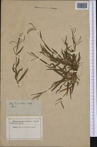 Digitaria ciliaris (Retz.) Koeler, Western Europe (EUR) (Not classified)