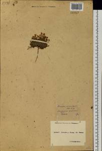 Cherleria arctica (Steven ex Ser.) A. J. Moore & Dillenb., Siberia, Yakutia (S5) (Russia)