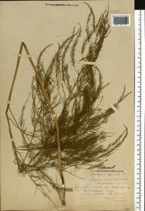 Asparagus officinalis L., Eastern Europe, Middle Volga region (E8) (Russia)