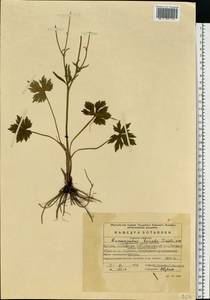 Ranunculus propinquus C.A.Mey., Eastern Europe, Eastern region (E10) (Russia)