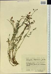 Astragalus kolymensis Jurtz., Siberia, Yakutia (S5) (Russia)
