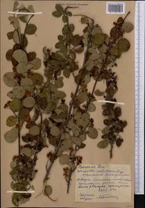 Cotoneaster multiflorus Bunge, Middle Asia, Western Tian Shan & Karatau (M3) (Kyrgyzstan)